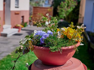 Bahçesinde saksı olan bir saksı.