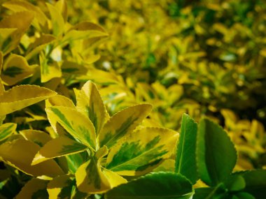 Sarı öonymus 'un seçici odak noktası.