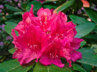 Bir makro karede tek bir rhododendron çiçeği