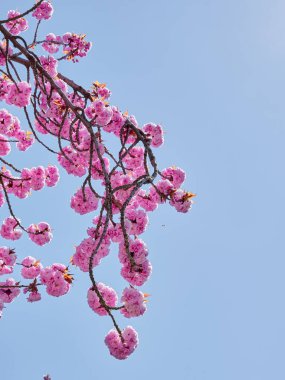 Mavi arkaplanda pembe sakura çiçekleri