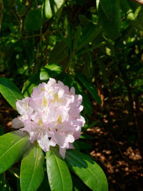 Güneş ışığında narin beyaz defne çiçekleri (Rhododendron maksimum)
