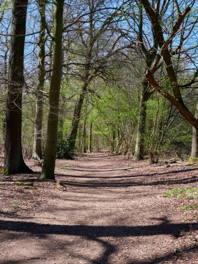 Parktaki patikanın dikey görüntüsü.