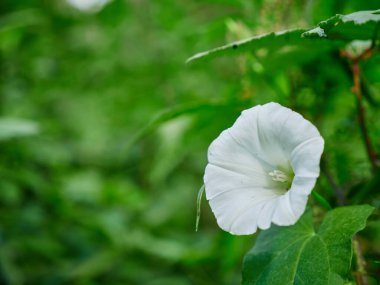 Güzel bir çiçeğin klup çekimi.