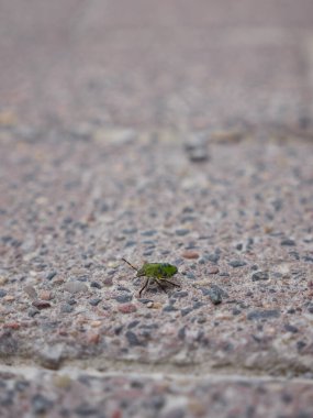 Yerde yeşil bir böceğin yakın çekimi.