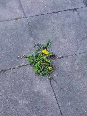 Taşın üzerinde büyüyen bitkinin dikey görüntüsü.