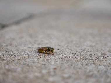 Bir bal arısının yakın çekimi.