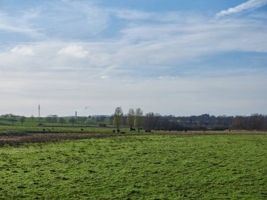 Mavi gökyüzünün altındaki tarlada yetişen yeşil bitkiler