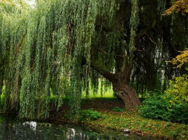 Körfezde söğüt ağacının yakın çekimi.