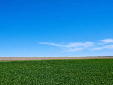 Mavi gökyüzünün altında yeşil bir çayır