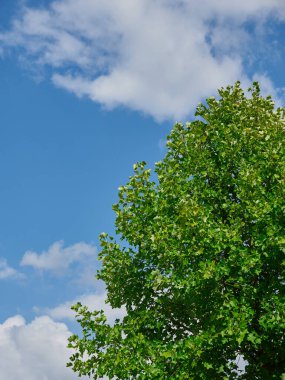 Arka planda mavi gökyüzü olan güzel bir ağaç görüntüsü