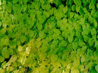 Güneş ışığında yeşil yaprakların (Oxalidaceae) ahşap sorrels üst görünümü