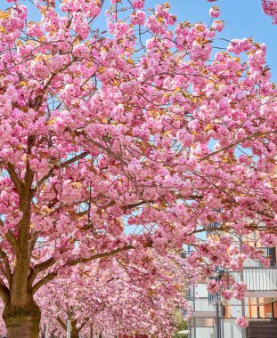 Dikey pembe sakura çiçekleri.
