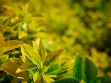 Sarı öonymus 'un seçici odak noktası.