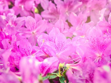 Pembe rhododendron çiçeklerine yakın çekim