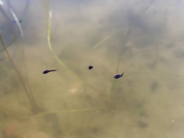 Bulanık bir göldeki kurbağa yavruları