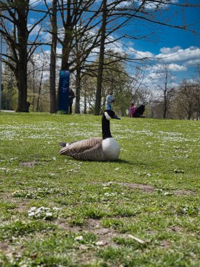 Sırtında ağaçlar olan bir parkta çimenlik alanda dinlenen sevimli bir Kanada kazı dikey çekimi.