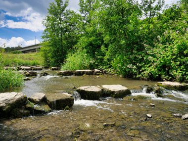 Bitkilerle çevrili kayalık bir nehrin yakın çekimi.