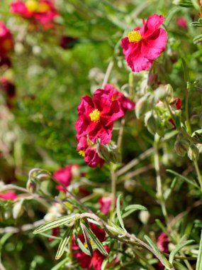 Güneş ışığında güzel bir kırmızı ayçiçeği bahçesi (Helianthemum)