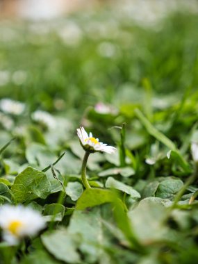 Bir parkın bulanık arka planında, papatya çiçeklerinin sığ bir odağı