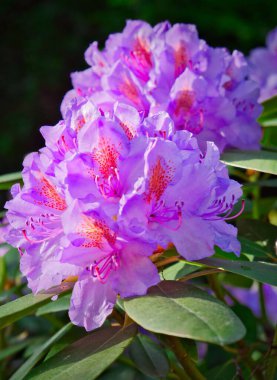 Ön planda bir rhododendron çiçeği Makro çekim arka planda bulanık bir çiçek