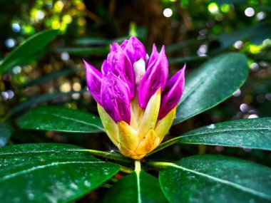 Tek bir rhododendron çiçeği açılıyor.