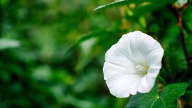 Büyük bir parça köpüklü beyaz bir çiçek yemyeşil bir çayırda yer alır.