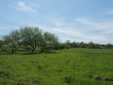 Yazın bulutlu gökyüzüne karşı yeşil çimen tarlası