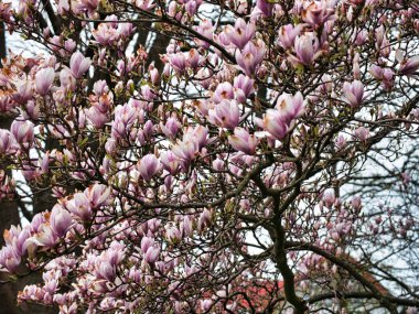 Narin pembe çiçeklerle kaplı güzel bir ağaç görüntüsü.