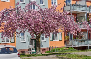 Sakura ağaçlarıyla dolu bir park.