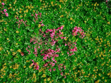 Pembe Çiçekler ve Yeşil Yapraklar