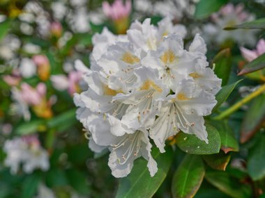 Beyaz Rhododendron çiçeklerinin seçici odak noktası