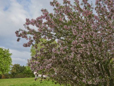 Gün ışığında güzel pembe çiçekli bir elma ağacı.