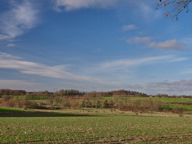 Mavi bulutlu gökyüzünün altında ormanın olduğu güzel bir çayır manzarası.
