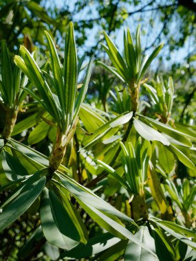 Güneşli güzel bir tropikal bitkinin yaprakları
