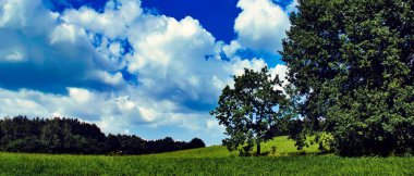 Bereketli, yemyeşil bir çayırda iki ağacın bulunduğu huzurlu bir manzara.