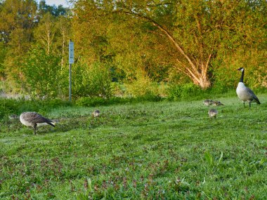 Güneş ışığının altındaki yeşillikte kazların yakın plan çekimi.
