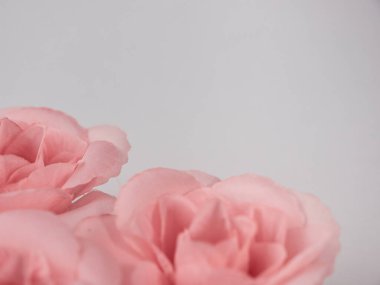 Fotokopi alanı olan beyaz bir arkaplanda pembe güllerin yakın plan çekimi.