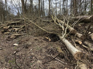 Ormandaki kesiklerin doğal görüntüsü.