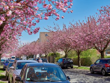 Sakura ağaçlarıyla dolu bir park.