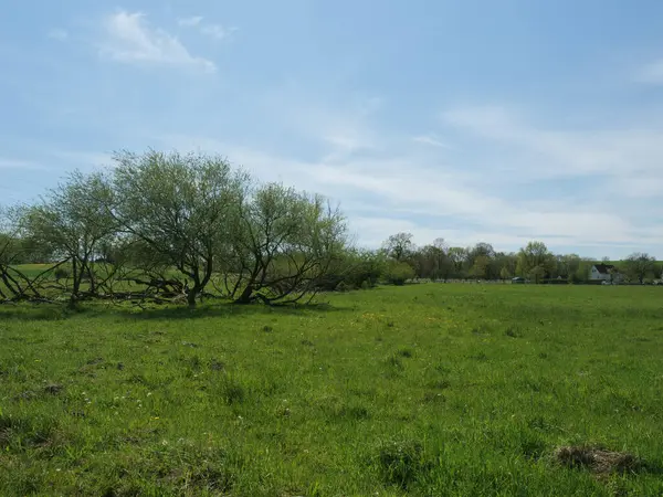 Yazın bulutlu gökyüzüne karşı yeşil çimen tarlası