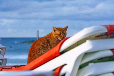 Kırmızı kedi oturur ve size, açık gün, iyi bir hava bakar