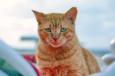 Kırmızı kedi oturur ve size, açık gün, iyi bir hava bakar