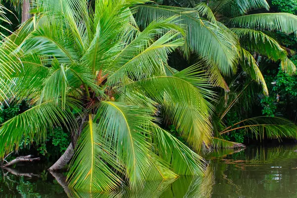 Sri Lanka palmiyesi ve nehri