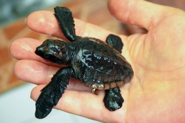 Bir adamın elindeki küçük deniz kaplumbağası.