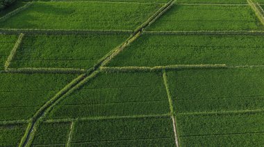 Yeşil tarlaların ve güneşin doğduğu dağların havadan görünüşü. Bali Adası. Endonezya.
