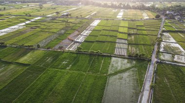 Yeşil tarlaların ve güneşin doğduğu dağların havadan görünüşü. Bali Adası. Endonezya.