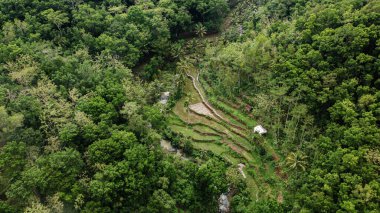 Göz kamaştırıcı bir hava manzarası canlı yeşil ormanlar, teraslı pirinç tarlaları ve dolambaçlı bir dere, tropikal bir arazide doğanın ve geleneksel tarımın uyumunu yakalıyor.