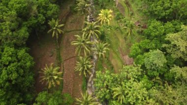  Hava manzaralı güzel tropikal ormanlar palmiye ağaçları ve şelaleli