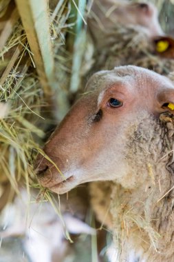 Ewe eating hay inside a sheepfold