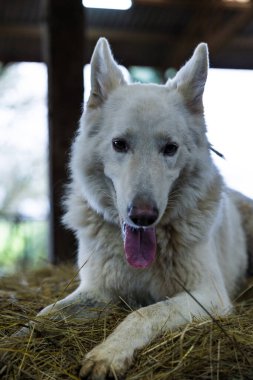 White swiss shepherd dog on a straw bale in a farm